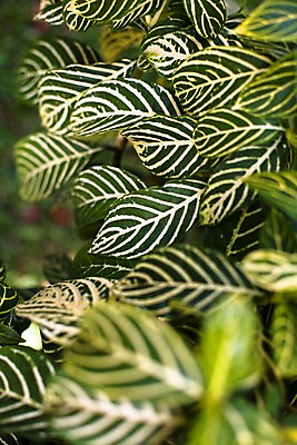 포토 JPG 식물 해외기획촬영 해외 나라 아시아 외국문화 해외여행 여행 기획촬영 2009년태국 잎 무늬 태국 나뭇잎 태국문화 사람없음 아웃포커스 동남아시아 잎맥 지명 국내포토 동양문화 문화 촬영기법 파일형식