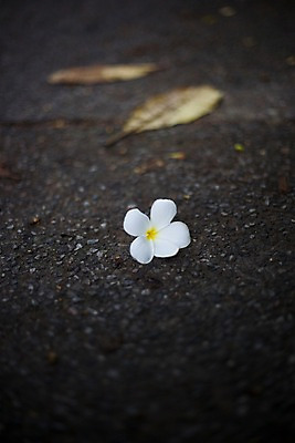 포토 JPG 식물 해외기획촬영 해외 꽃 나라 아시아 길 외국문화 해외여행 여행 기획촬영 2009년태국 한송이 태국 나뭇잎 바닥 태국문화 사람없음 아웃포커스 동남아시아 흰색 플루메리아 플랭지파니 지명 국내포토 1 동양문화 문화 컬러 잎 촬영기법 송이 파일형식