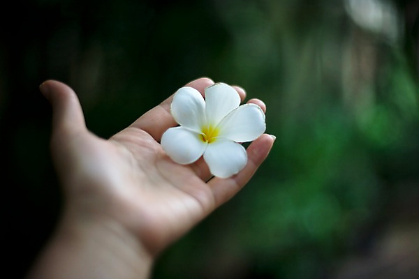 포토 JPG 식물 해외기획촬영 해외 손 꽃 나라 아시아 컬러 외국문화 해외여행 여행 기획촬영 2009년태국 한송이 태국 태국문화 손바닥 아웃포커스 신체부위 동남아시아 흰색 플루메리아 플랭지파니 지명 국내포토 1 동양문화 문화 촬영기법 사람 송이 파일형식