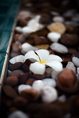 포토 JPG 식물 해외기획촬영 해외 꽃 나라 아시아 외국문화 해외여행 여행 기획촬영 2009년태국 한송이 태국 태국문화 근접촬영 사람없음 아웃포커스 동남아시아 조약돌 흰색 타일 플루메리아 플랭지파니 지명 국내포토 1 동양문화 문화 뷰포인트 컬러 촬영기법 돌 송이 파일형식