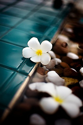 포토 JPG 식물 해외기획촬영 해외 꽃 나라 해외여행 여행 기획촬영 2009년태국 태국 바닥 근접촬영 사람없음 아웃포커스 동남아시아 조약돌 흰색 두송이 타일 플루메리아 플랭지파니 지명 국내포토 아시아 뷰포인트 컬러 2 촬영기법 돌 파일형식