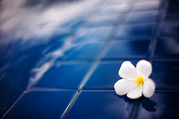 포토 JPG 식물 해외기획촬영 해외 꽃 나라 해외여행 여행 기획촬영 2009년태국 한송이 태국 바닥 수영장 누끼 근접촬영 사람없음 동남아시아 흰색 타일 플루메리아 플랭지파니 지명 국내포토 1 아시아 뷰포인트 컬러 송이 파일형식