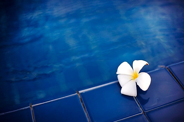 포토 JPG 식물 해외기획촬영 해외 꽃 나라 해외여행 여행 기획촬영 2009년태국 한송이 태국 바닥 수영장 근접촬영 사람없음 물 동남아시아 흰색 타일 플루메리아 플랭지파니 지명 국내포토 자연요소 1 아시아 뷰포인트 컬러 송이 파일형식