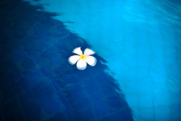 포토 JPG 식물 해외기획촬영 해외 꽃 나라 해외여행 여행 기획촬영 2009년태국 한송이 태국 바닥 수영장 사람없음 물 동남아시아 흰색 수면 타일 플루메리아 플랭지파니 지명 국내포토 자연요소 1 아시아 컬러 송이 파일형식