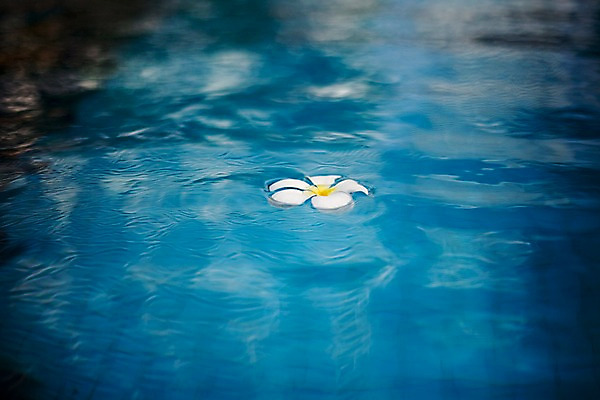 포토 JPG 식물 해외기획촬영 해외 꽃 나라 해외여행 여행 기획촬영 2009년태국 한송이 태국 수영장 사람없음 물 동남아시아 흰색 수면 플루메리아 플랭지파니 지명 국내포토 자연요소 1 아시아 컬러 송이 파일형식