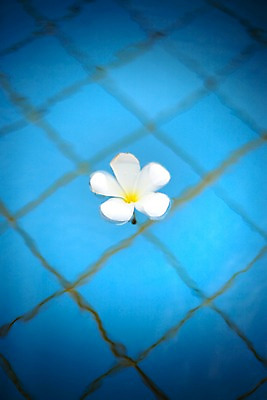 포토 JPG 식물 해외기획촬영 해외 꽃 나라 해외여행 여행 기획촬영 2009년태국 한송이 태국 바닥 수영장 사람없음 물 동남아시아 흰색 수면 타일 플루메리아 플랭지파니 지명 국내포토 자연요소 1 아시아 컬러 송이 파일형식