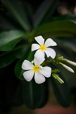 포토 JPG 식물 해외기획촬영 해외 꽃 나라 컬러 해외여행 여행 기획촬영 2009년태국 태국 근접촬영 사람없음 아웃포커스 동남아시아 흰색 두송이 플루메리아 플랭지파니 지명 국내포토 아시아 뷰포인트 2 촬영기법 파일형식