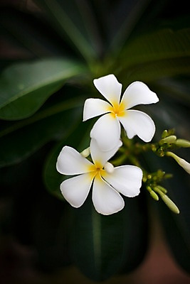 포토 JPG 식물 해외기획촬영 해외 꽃 나라 컬러 해외여행 여행 기획촬영 2009년태국 태국 근접촬영 사람없음 아웃포커스 동남아시아 흰색 두송이 플루메리아 플랭지파니 지명 국내포토 아시아 뷰포인트 2 촬영기법 파일형식