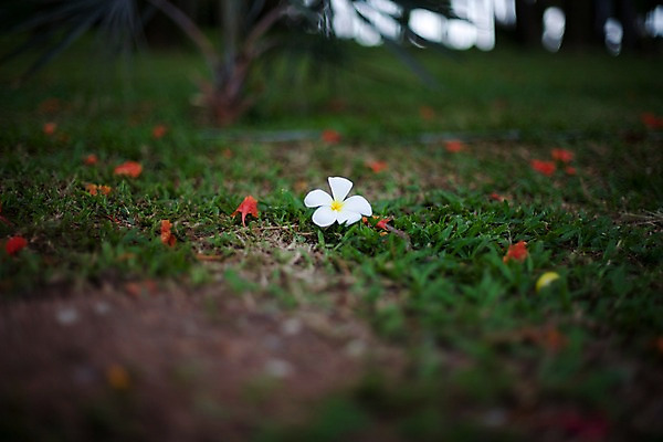 포토 JPG 식물 해외기획촬영 해외 꽃 나라 컬러 해외여행 여행 기획촬영 2009년태국 한송이 태국 잔디 사람없음 아웃포커스 동남아시아 흰색 플루메리아 플랭지파니 지명 국내포토 1 아시아 촬영기법 송이 파일형식
