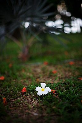 포토 JPG 식물 해외기획촬영 해외 꽃 나라 컬러 해외여행 여행 기획촬영 2009년태국 한송이 태국 잔디 사람없음 아웃포커스 동남아시아 흰색 플루메리아 플랭지파니 지명 국내포토 1 아시아 촬영기법 송이 파일형식