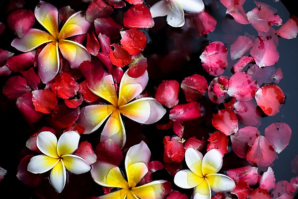 포토 JPG 식물 해외기획촬영 꽃잎 꽃 나라 아시아 외국문화 기획촬영 2009년태국 백그라운드 태국 태국문화 근접촬영 사람없음 장식 가로 물 컬러풀 노란색 동남아시아 스파 오브젝트 스파용품 플루메리아 족욕 지명 프랜지파니 국내포토 자연요소 동양문화 문화 뷰포인트 컬러 파일형식