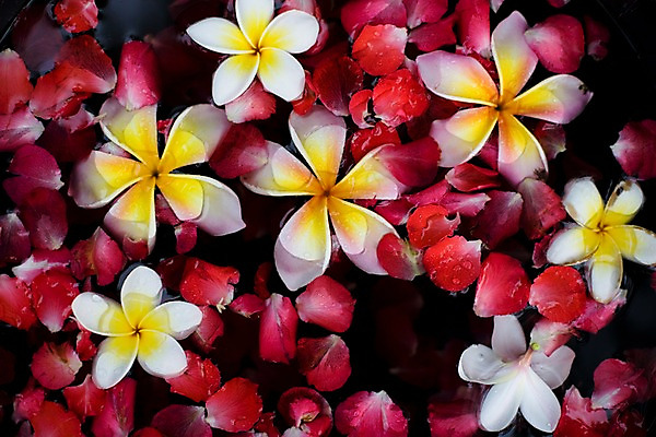 포토 JPG 식물 해외기획촬영 꽃잎 꽃 나라 아시아 외국문화 기획촬영 2009년태국 백그라운드 태국 태국문화 근접촬영 사람없음 장식 가로 물 컬러풀 노란색 동남아시아 스파 오브젝트 스파용품 플루메리아 족욕 지명 프랜지파니 국내포토 자연요소 동양문화 문화 뷰포인트 컬러 파일형식