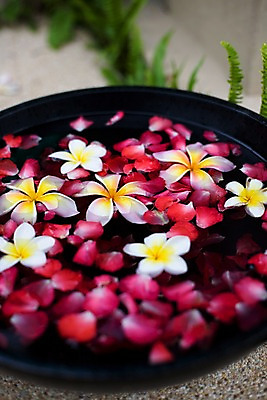 포토 JPG 식물 해외기획촬영 그릇 꽃잎 꽃 나라 아시아 외국문화 기획촬영 2009년태국 태국 태국문화 근접촬영 사람없음 아웃포커스 장식 세로 물 컬러풀 동남아시아 스파 오브젝트 스파용품 플루메리아 족욕 지명 프랜지파니 국내포토 자연요소 동양문화 식기 문화 뷰포인트 컬러 촬영기법 파일형식