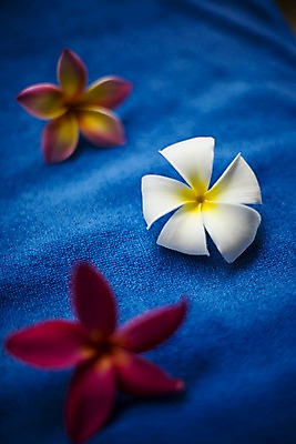 포토 JPG 식물 해외기획촬영 꽃 나라 아시아 외국문화 기획촬영 2009년태국 태국 실내 태국문화 근접촬영 사람없음 아웃포커스 장식 세로 컬러풀 동남아시아 스파 오브젝트 스파용품 플루메리아 지명 프랜지파니 국내포토 동양문화 문화 뷰포인트 컬러 촬영기법 내부 파일형식