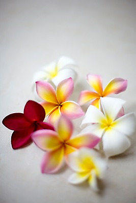 포토 JPG 식물 해외기획촬영 꽃 나라 아시아 외국문화 기획촬영 2009년태국 태국 실내 태국문화 근접촬영 사람없음 아웃포커스 장식 세로 컬러풀 노란색 동남아시아 스파 오브젝트 스파용품 플루메리아 지명 프랜지파니 국내포토 동양문화 문화 뷰포인트 컬러 촬영기법 내부 파일형식