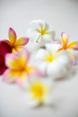 포토 JPG 식물 해외기획촬영 꽃 나라 아시아 외국문화 기획촬영 2009년태국 태국 실내 태국문화 사람없음 아웃포커스 장식 세로 컬러풀 노란색 동남아시아 스파 오브젝트 스파용품 플루메리아 지명 프랜지파니 국내포토 동양문화 문화 컬러 촬영기법 내부 파일형식