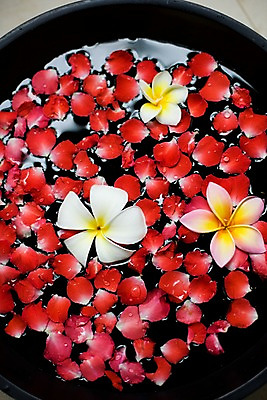 포토 JPG 식물 해외기획촬영 그릇 꽃잎 꽃 나라 아시아 외국문화 기획촬영 2009년태국 태국 태국문화 근접촬영 사람없음 세로 컬러풀 동남아시아 스파 오브젝트 스파용품 플루메리아 족욕 지명 프랜지파니 국내포토 동양문화 식기 문화 뷰포인트 컬러 파일형식
