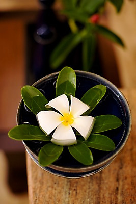 포토 JPG 식물 해외기획촬영 그릇 꽃 아시아 외국문화 기획촬영 2009년태국 태국 나뭇잎 실내 태국문화 근접촬영 사람없음 세로 물 스파 흰색 오브젝트 스파용품 플루메리아 프랜지파니 국내포토 자연요소 동양문화 식기 나라 문화 뷰포인트 컬러 잎 내부 파일형식