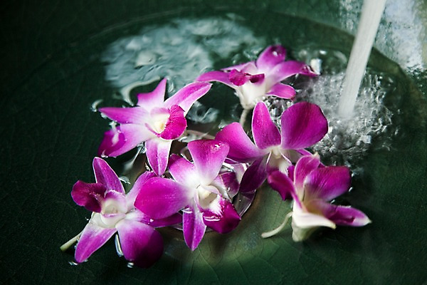 포토 JPG 식물 해외기획촬영 꽃 나라 컬러 기획촬영 2009년태국 태국 물줄기 근접촬영 사람없음 장식 가로 물 보라색 동남아시아 오브젝트 덴파레 양난 양란 지명 국내포토 자연요소 아시아 뷰포인트 난초 파일형식