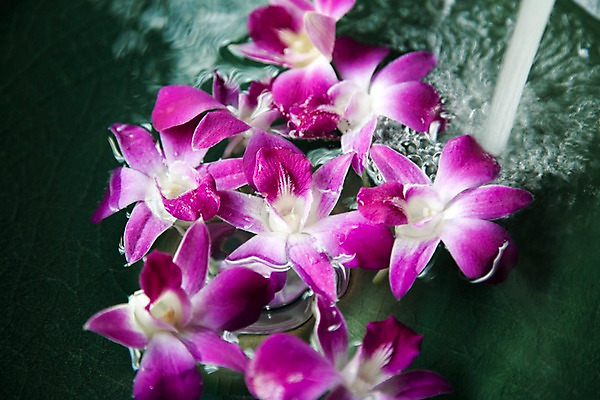 포토 JPG 식물 해외기획촬영 꽃 나라 컬러 기획촬영 2009년태국 태국 물줄기 근접촬영 사람없음 장식 가로 물 보라색 동남아시아 오브젝트 덴파레 양난 양란 지명 국내포토 자연요소 아시아 뷰포인트 난초 파일형식