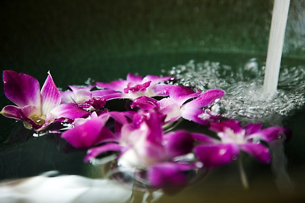 포토 JPG 식물 해외기획촬영 꽃 나라 컬러 기획촬영 2009년태국 태국 물줄기 근접촬영 사람없음 아웃포커스 장식 가로 물 보라색 동남아시아 오브젝트 덴파레 양난 양란 지명 국내포토 자연요소 아시아 뷰포인트 촬영기법 난초 파일형식