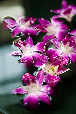 포토 JPG 식물 해외기획촬영 꽃 나라 컬러 기획촬영 2009년태국 태국 근접촬영 사람없음 아웃포커스 장식 세로 물 보라색 동남아시아 오브젝트 덴파레 양난 양란 지명 국내포토 자연요소 아시아 뷰포인트 촬영기법 난초 파일형식