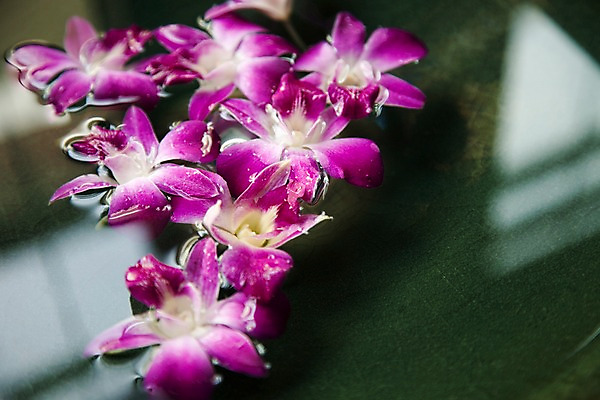 포토 JPG 식물 해외기획촬영 꽃 나라 컬러 기획촬영 2009년태국 태국 근접촬영 사람없음 아웃포커스 장식 가로 물 보라색 동남아시아 오브젝트 덴파레 지명 국내포토 자연요소 아시아 뷰포인트 촬영기법 파일형식