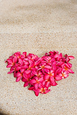 포토 JPG 식물 해외기획촬영 해외 꽃잎 꽃 나라 아시아 분홍색 컬러 외국문화 해외여행 여행 기획촬영 2009년태국 태국 태국문화 사람없음 빨간색 모래사장 동남아시아 하트 플루메리아 플랭지파니 지명 국내포토 모양 동양문화 문화 바다 파일형식