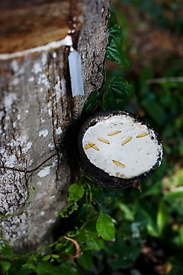 포토 JPG 나무 식물 해외기획촬영 해외 그릇 나라 아시아 외국문화 해외여행 여행 기획촬영 2009년태국 잎 태국 태국문화 사람없음 아웃포커스 농장 동남아시아 고무 고무나무 고무액 라텍스 지명 국내포토 동양문화 식기 문화 농업 촬영기법 액 파일형식