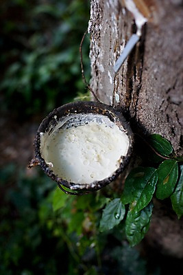 포토 JPG 나무 식물 해외기획촬영 해외 그릇 나라 아시아 외국문화 해외여행 여행 기획촬영 2009년태국 잎 태국 태국문화 사람없음 아웃포커스 농장 동남아시아 고무 고무나무 고무액 라텍스 지명 국내포토 동양문화 식기 문화 농업 촬영기법 액 파일형식