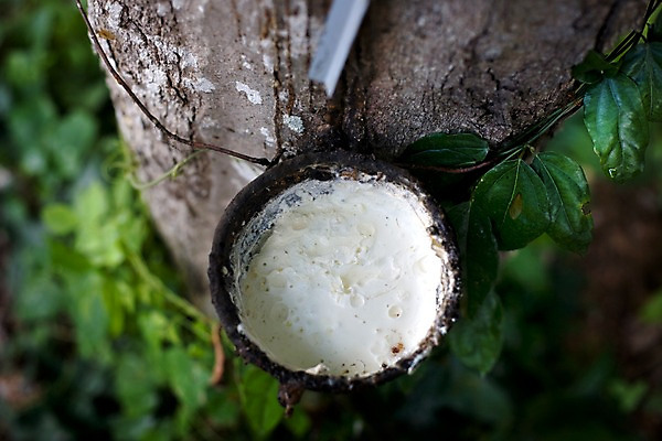 포토 JPG 나무 식물 해외기획촬영 해외 그릇 나라 아시아 외국문화 해외여행 여행 기획촬영 2009년태국 잎 태국 태국문화 사람없음 아웃포커스 하이앵글 농장 동남아시아 고무 고무나무 고무액 라텍스 지명 국내포토 동양문화 식기 문화 뷰포인트 농업 촬영기법 액 파일형식
