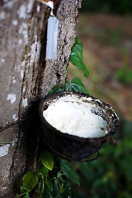 포토 JPG 나무 식물 해외기획촬영 해외 그릇 나라 아시아 외국문화 해외여행 여행 기획촬영 2009년태국 잎 태국 태국문화 사람없음 아웃포커스 농장 동남아시아 고무 고무나무 고무액 라텍스 지명 국내포토 동양문화 식기 문화 농업 촬영기법 액 파일형식