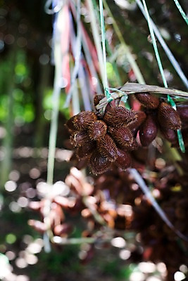 포토 JPG 식물 해외기획촬영 해외 열매 나라 아시아 음식 외국문화 해외여행 여행 기획촬영 2009년태국 과일 태국 태국문화 사람없음 아웃포커스 동남아시아 열대과일 라캄 셀렉타 지명 국내포토 동양문화 문화 촬영기법 파일형식