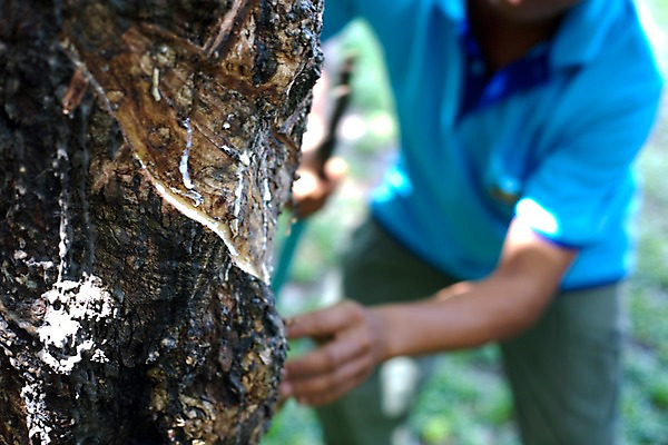 포토 JPG 나무 식물 해외기획촬영 해외 손 남자 나라 아시아 외국문화 해외여행 여행 기획촬영 2009년태국 태국 태국문화 한명 사람 아웃포커스 농장 동남아시아 고무 고무나무 고무액 라텍스 지명 남자만 남자한명만 국내포토 1 동양문화 문화 농업 촬영기법 신체부위 액 파일형식