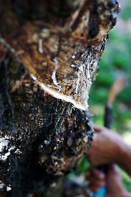 포토 JPG 나무 식물 해외기획촬영 해외 손 나라 아시아 외국문화 해외여행 여행 기획촬영 2009년태국 태국 태국문화 아웃포커스 신체부위 농장 동남아시아 고무 고무나무 고무액 라텍스 지명 국내포토 동양문화 문화 농업 촬영기법 사람 액 파일형식