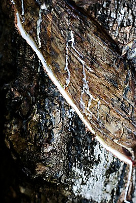 포토 JPG 나무 식물 해외기획촬영 해외 나라 아시아 외국문화 해외여행 여행 기획촬영 2009년태국 태국 태국문화 근접촬영 사람없음 아웃포커스 농장 동남아시아 고무 고무나무 고무액 라텍스 지명 국내포토 동양문화 문화 뷰포인트 농업 촬영기법 액 파일형식