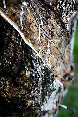 포토 JPG 나무 식물 해외기획촬영 해외 나라 아시아 외국문화 해외여행 여행 기획촬영 2009년태국 태국 태국문화 근접촬영 사람없음 아웃포커스 농장 동남아시아 고무 고무나무 고무액 라텍스 지명 국내포토 동양문화 문화 뷰포인트 농업 촬영기법 액 파일형식