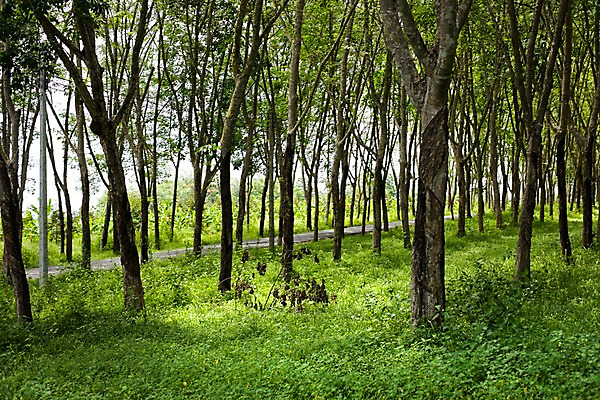 포토 JPG 주간 나무 식물 해외기획촬영 해외 나라 아시아 길 외국문화 해외여행 여행 기획촬영 2009년태국 태국 태국문화 풍경 사람없음 야외 동남아시아 풀 숲속 숲 지명 국내포토 자연요소 동양문화 문화 파일형식