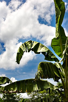 포토 JPG 주간 나무 식물 구름 해외기획촬영 해외 나라 아시아 외국문화 해외여행 여행 기획촬영 2009년태국 잎 태국 하늘 날씨 태국문화 풍경 사람없음 야외 맑음 동남아시아 지명 국내포토 자연요소 동양문화 문화 파일형식