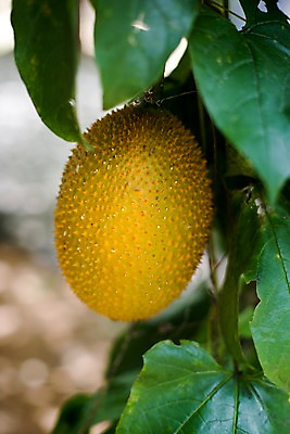 포토 JPG 식물 해외기획촬영 해외 열매 나라 아시아 음식 외국문화 해외여행 여행 기획촬영 2009년태국 잎 과일 태국 태국문화 근접촬영 사람없음 아웃포커스 동남아시아 열대과일 리쯔 리치 린치 지명 국내포토 동양문화 문화 뷰포인트 촬영기법 파일형식