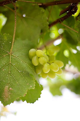 포토 JPG 식물 해외기획촬영 해외 열매 나라 음식 해외여행 여행 기획촬영 2009년태국 잎 과일 태국 포도 사람없음 아웃포커스 동남아시아 과수원 과일나무 청포도 포도밭 포도송이 포도나무 포도알 지명 국내포토 나무 아시아 밭 농업 촬영기법 파일형식