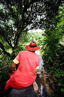 포토 JPG 주간 나무 식물 해외기획촬영 모자 한마리 해외 남자 나라 아시아 길 외국문화 해외여행 여행 기획촬영 2009년태국 태국 코끼리 태국문화 한명 사람 20대 성인 야외 뒷모습 동남아시아 트래킹 풀 코끼리트래킹 지명 남자만 남자한명만 성인남자만 청년만 청년남자만 청년남자한명만 성인한명만 성인남자한명만 성인만 국내포토 자연요소 1 동양문화 잡화 문화 뷰포인트 포유류 레저 청년 파일형식