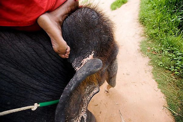 포토 JPG 주간 식물 동물 해외기획촬영 척추동물 한마리 해외 육지동물 나라 아시아 길 외국문화 해외여행 여행 기획촬영 2009년태국 포유류 발 태국 코끼리 태국문화 한명 사람 야외 신체부위 동남아시아 트래킹 풀 코끼리트래킹 지명 국내포토 자연요소 1 동양문화 문화 레저 파일형식