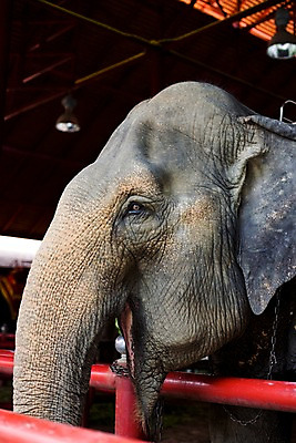 포토 JPG 동물 해외기획촬영 척추동물 한마리 해외 육지동물 나라 아시아 얼굴 외국문화 해외여행 여행 기획촬영 2009년태국 포유류 태국 코끼리 태국문화 사람없음 울타리 머리 동남아시아 주름 축사 코끼리트래킹 지명 국내포토 1 동양문화 건축물 문화 신체부위 담장 축산업 파일형식
