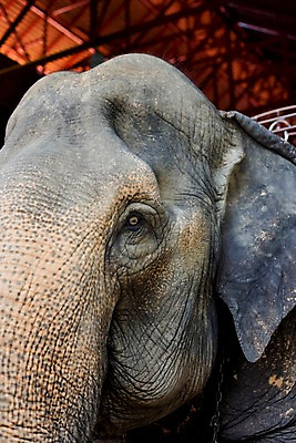 포토 JPG 동물 해외기획촬영 척추동물 한마리 해외 육지동물 나라 아시아 얼굴 외국문화 해외여행 여행 기획촬영 2009년태국 포유류 태국 코끼리 태국문화 근접촬영 사람없음 머리 동남아시아 주름 축사 코끼리트래킹 지명 국내포토 1 동양문화 건축물 문화 뷰포인트 신체부위 축산업 파일형식