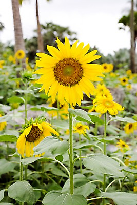 포토 JPG 주간 나무 식물 해외기획촬영 해외 꽃 나라 컬러 해외여행 여행 기획촬영 2009년태국 꽃밭 태국 해바라기 사람없음 야외 아웃포커스 농장 노란색 동남아시아 식물원 지명 국내포토 자연요소 아시아 농업 촬영기법 파일형식