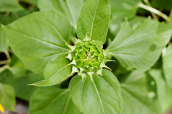 포토 JPG 식물 해외기획촬영 해외 꽃 나라 아시아 컬러 외국문화 해외여행 여행 기획촬영 2009년태국 잎 꽃밭 태국 해바라기 태국문화 근접촬영 사람없음 아웃포커스 초록색 농장 동남아시아 식물원 몽오리 지명 국내포토 동양문화 문화 뷰포인트 농업 촬영기법 파일형식