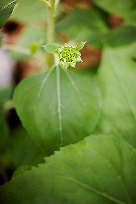 포토 JPG 식물 해외기획촬영 해외 꽃 나라 아시아 컬러 외국문화 해외여행 여행 기획촬영 2009년태국 잎 꽃밭 태국 해바라기 태국문화 근접촬영 사람없음 아웃포커스 초록색 농장 동남아시아 식물원 몽오리 지명 국내포토 동양문화 문화 뷰포인트 농업 촬영기법 파일형식