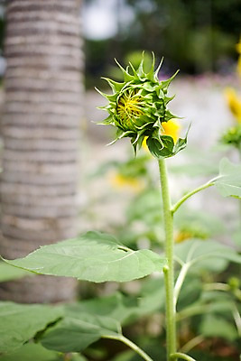 포토 JPG 식물 해외기획촬영 해외 꽃 나라 아시아 외국문화 해외여행 여행 기획촬영 2009년태국 꽃밭 태국 해바라기 태국문화 근접촬영 사람없음 아웃포커스 농장 동남아시아 식물원 몽오리 지명 국내포토 동양문화 문화 뷰포인트 농업 촬영기법 파일형식