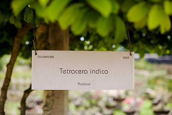 포토 JPG 주간 식물 해외기획촬영 문자 해외 나라 아시아 외국문화 해외여행 여행 기획촬영 2009년태국 파타야 태국 태국문화 사람없음 야외 아웃포커스 농장 정원 동남아시아 표지판 풀잎 농녹빌리지 지명 국내포토 자연요소 동양문화 공원 문화 잎 농업 알림판 촬영기법 풀_식물 파일형식